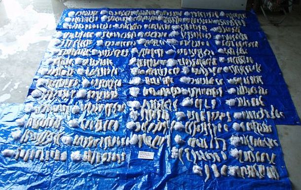 Flathead slaughter delivers hefty fine